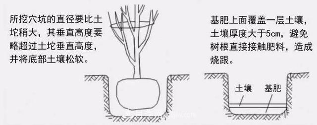 要想苗木長得好，挖好樹穴很重要！標(biāo)準(zhǔn)種植穴(圖3)