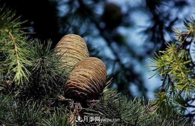 南陽(yáng)雪松價(jià)格多少錢一棵？雪松基地報(bào)價(jià)行情(圖2)