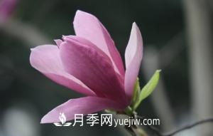 南召白玉蘭，廣玉蘭，紫玉蘭有什么區(qū)別，種植方法有哪些？(圖5)