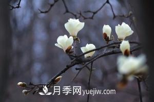 南召白玉蘭，廣玉蘭，紫玉蘭有什么區(qū)別，種植方法有哪些？(圖1)