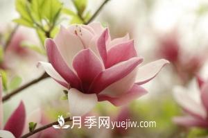 南召白玉蘭，廣玉蘭，紫玉蘭有什么區(qū)別，種植方法有哪些？(圖6)