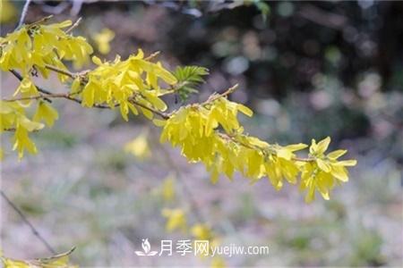 淮安適合養(yǎng)什么花，市花和市樹是什么(圖3)