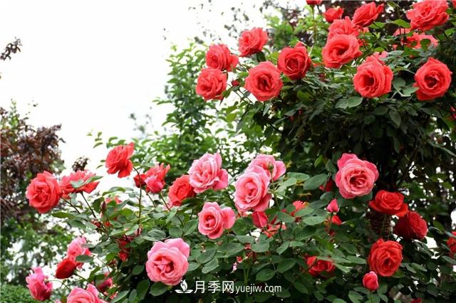 保定適合養(yǎng)月季，市花和市樹是什么(圖1)