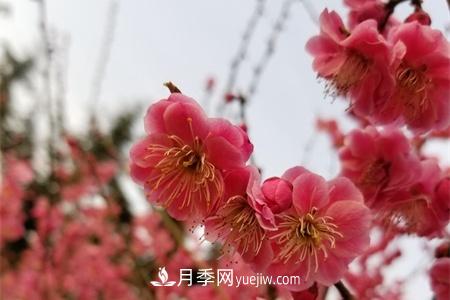 南京適合養(yǎng)月季，市花和市樹是什么(圖1)