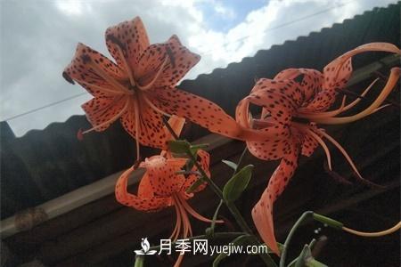 伊春適合養(yǎng)月季，市花和市樹是什么(圖1)