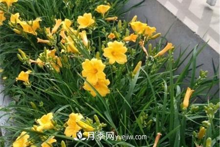 張家口適合養(yǎng)月季花，市花和市樹是什么(圖1)