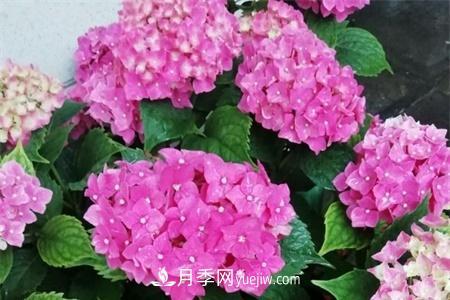 揚州適合養(yǎng)月季花，市花和市樹是什么(圖1)