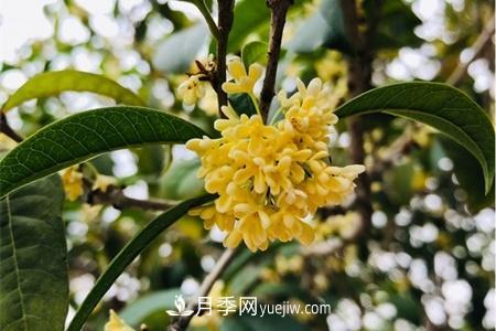 威海適合養(yǎng)月季花，市花和市樹是什么(圖2)