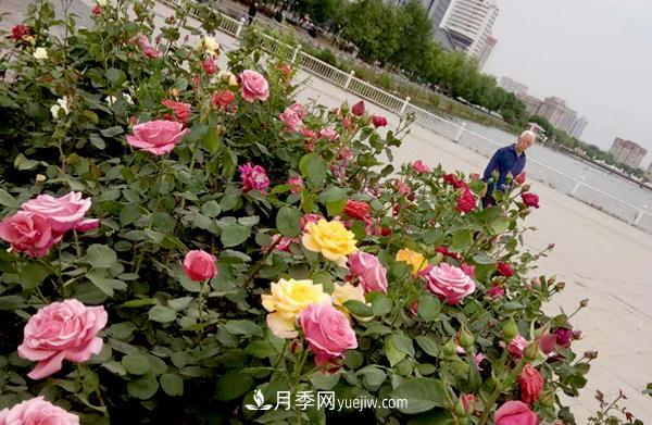 江西樹狀月季(圖1)