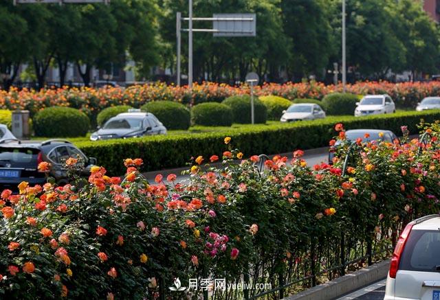 道路樹狀月季，行道月季樹(圖1)