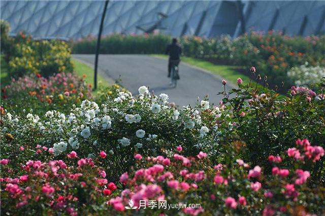 不畏嚴冬忘我綻放 上海辰山月季花開不厭四時春(圖2)