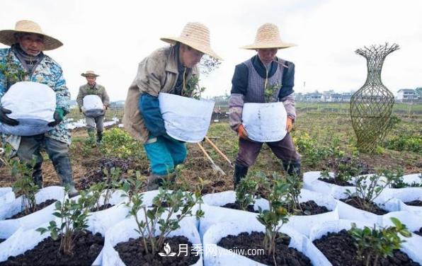 貴州黔西：花卉苗木產(chǎn)業(yè)助增收(圖1)