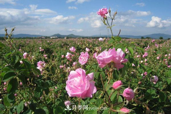 玫瑰花種植技術(shù)（含盆栽養(yǎng)殖方法及注意事項(xiàng)）(圖4)