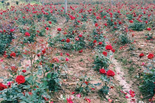 玫瑰花種植技術(shù)（含盆栽養(yǎng)殖方法及注意事項(xiàng)）(圖3)