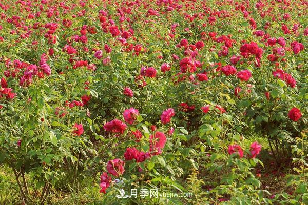 玫瑰花種植技術(shù)（含盆栽養(yǎng)殖方法及注意事項(xiàng)）(圖2)