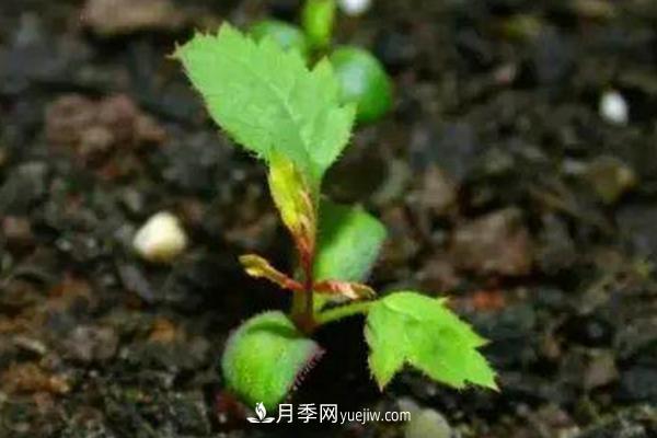 月季一年開幾次花 月季種子怎么種(圖4)