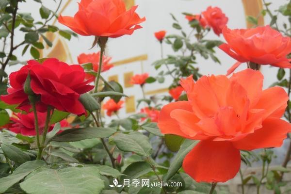 月季一年開幾次花 月季種子怎么種(圖6)