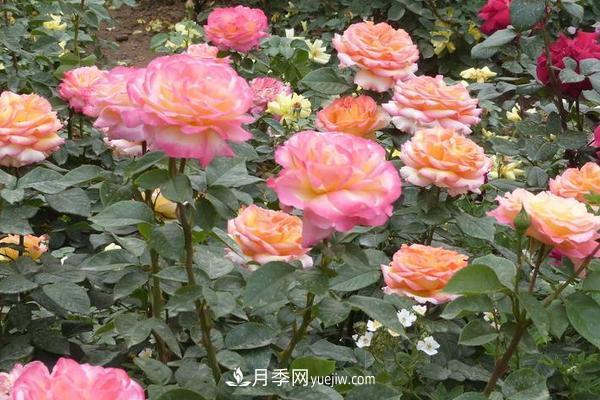 月季花怎么澆水 月季花施肥方法(圖2)