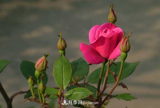 月季花的栽培技術(shù)和***佳種植時(shí)間？(圖1)