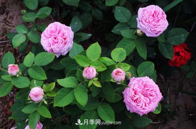 月季花什么時(shí)候開花？什么時(shí)候播種？(圖1)