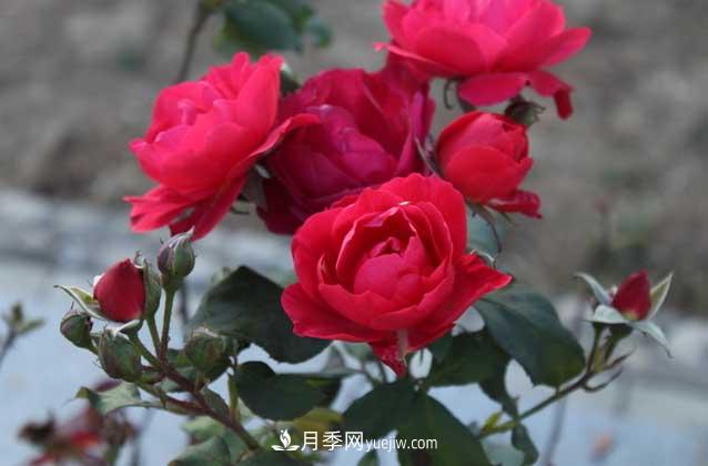 月季花什么時(shí)候開花？什么時(shí)候播種？(圖3)