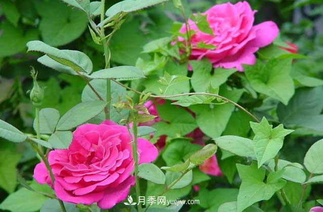 盆栽月季花怎么養(yǎng)？對(duì)環(huán)境有什么要求？(圖2)