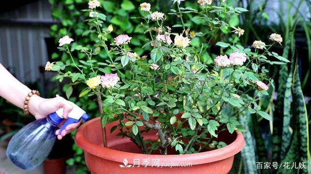 盆栽月季花掌握4個小技巧，長得“花繁葉茂”不難！(圖2)