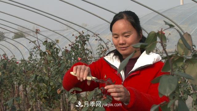 南陽蒲山鎮(zhèn)王朝娟：月季綻開致富的花(圖1)