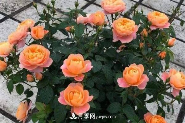 果汁陽臺月季一年開幾次花 如何促進開花(圖2)