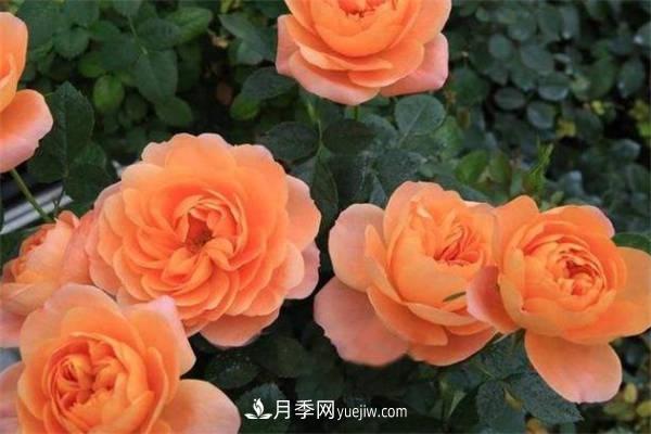 果汁陽臺月季一年開幾次花 如何促進開花(圖1)