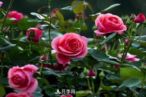 網(wǎng)購(gòu)月季花苗怎樣栽活 月季換盆時(shí)間及方法(圖1)