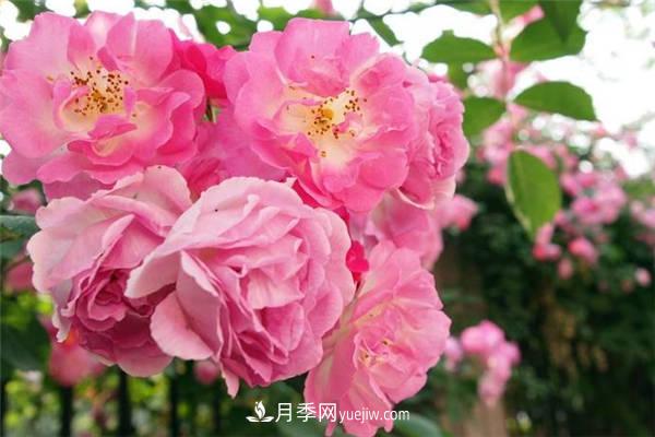 薔薇嫁接月季的時(shí)間 什么時(shí)候嫁接好(圖1)