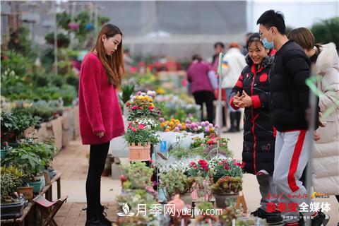 天寒花“艷” 泰安泰山區(qū)苗木花卉上市裝扮正當時(圖1)