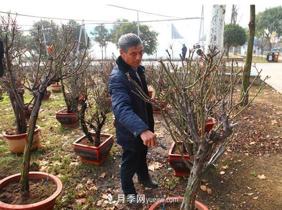 南陽月季大師——陳新國(圖1)