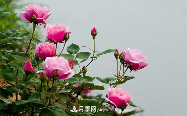 在種植大花月季要滿(mǎn)足哪些條件？(圖1)