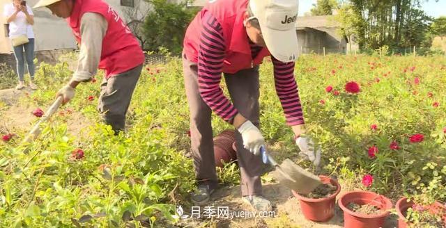 湖北咸寧通城：月季花開 “綻放”百姓幸福生活(圖1)