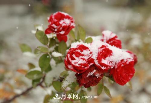 被雪中的月季花所震撼，傲然開(kāi)放，芳香依舊(圖2)