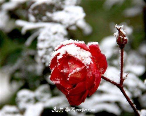 被雪中的月季花所震撼，傲然開(kāi)放，芳香依舊(圖3)