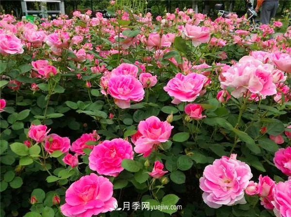 薔薇的盆栽種植技巧及種植技術(shù)全面分享，包含月季(圖1)