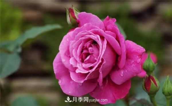 薔薇的盆栽種植技巧及種植技術(shù)全面分享，包含月季(圖2)