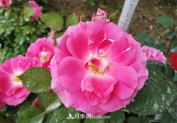 薔薇的盆栽種植技巧及種植技術(shù)全面分享，包含月季(圖3)