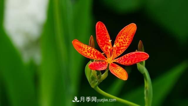 6種宿根花卉，好看好養(yǎng)，觀賞性強(qiáng)綠化帶很常見(jiàn)(圖6)