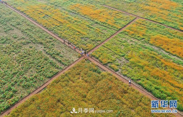 回顧記錄，中國月季展覽會花開阜陽(圖3)