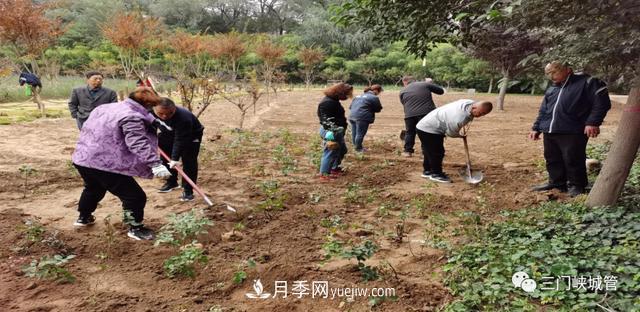 三門峽：栽植9000余株月季 陜州公園月季花海有美景(圖1)