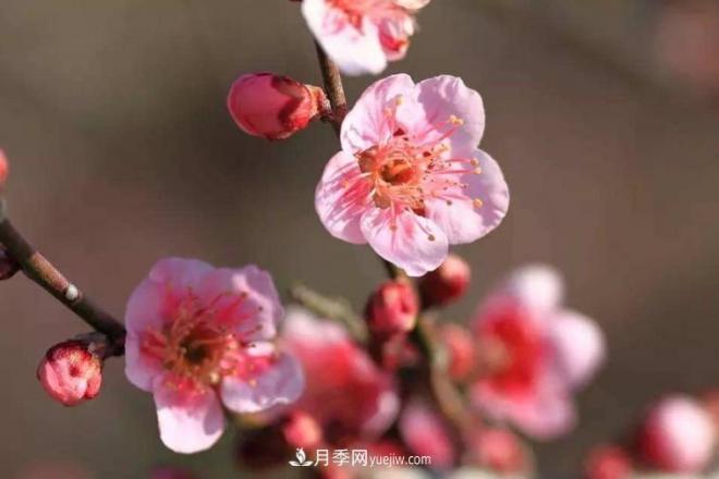 淮北市的市花是什么？月季花的花語寓意(圖1)