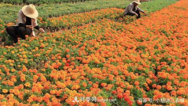 十條扶持政策，身為苗木人，你一定要知道(圖1)