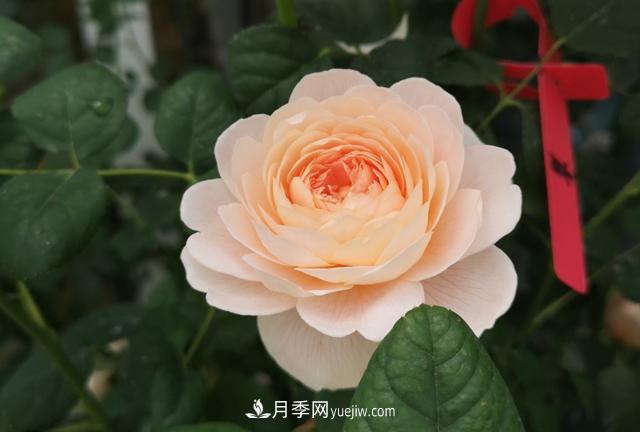 月季和玫瑰，她們都叫Rose！美麗與浪漫的化身(圖1)