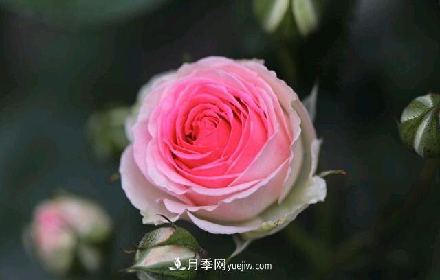 月季和玫瑰，她們都叫Rose！美麗與浪漫的化身(圖3)