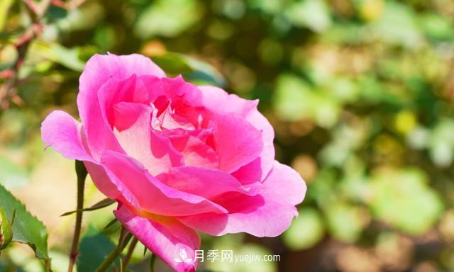 月季花好養(yǎng)嗎？給你養(yǎng)殖方法，養(yǎng)過后就欲罷不能(圖2)