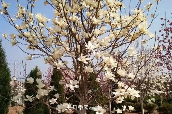 廣玉蘭和白玉蘭的區(qū)別，不同與相同之處(圖7)